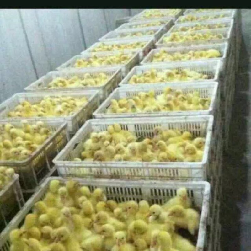 狮头鹅苗
