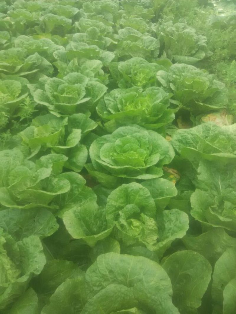 精品大白菜，春季大白菜，净菜4至6斤可视频看货诚信经营