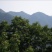 山核桃