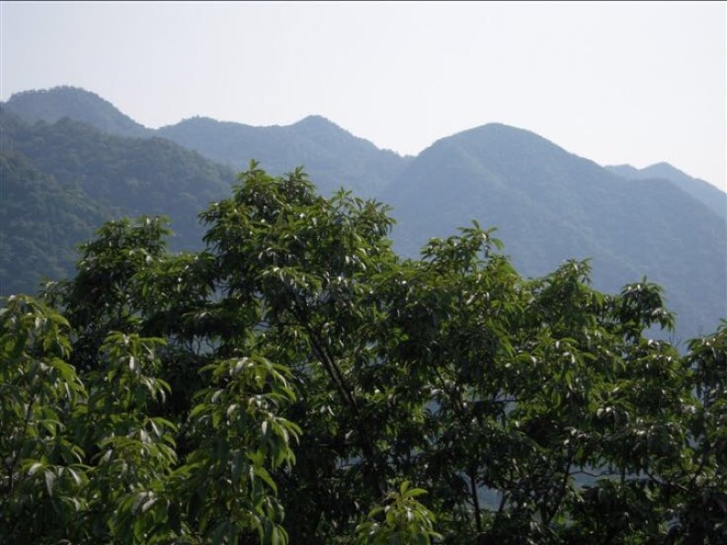 山核桃