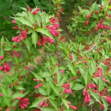 红王子锦带花30~50cm