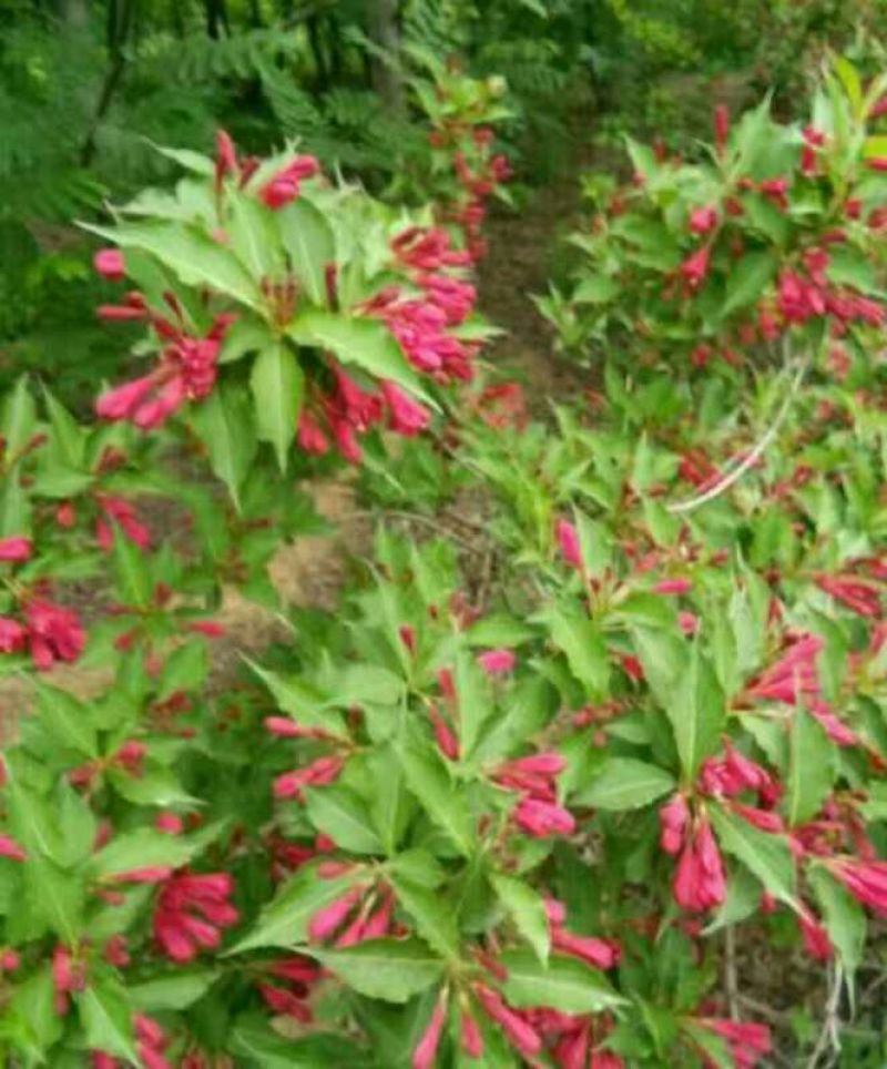 红王子锦带花30~50cm