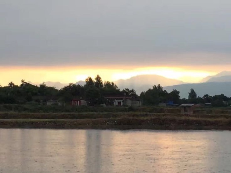 池鲤鱼