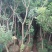 杨梅树苗1~250~100cm