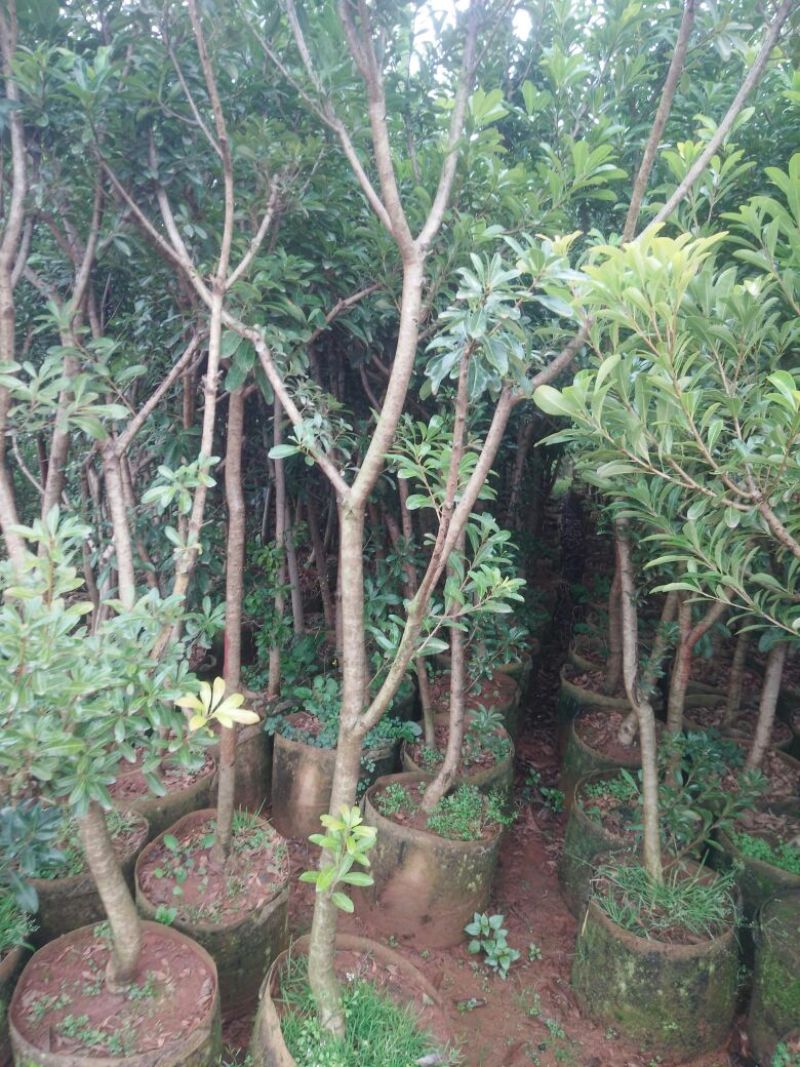杨梅树苗1~250~100cm