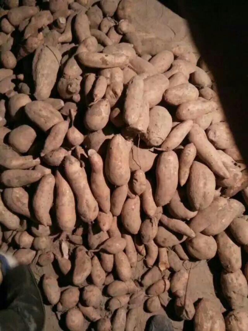 红薯苗，龙薯九，大田苗，床苗