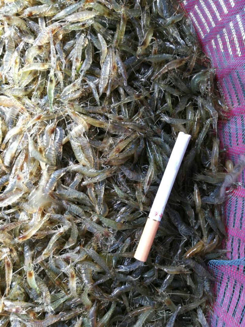 青虾食用26~30只/kg
