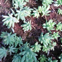 多肉植物带盆栽好