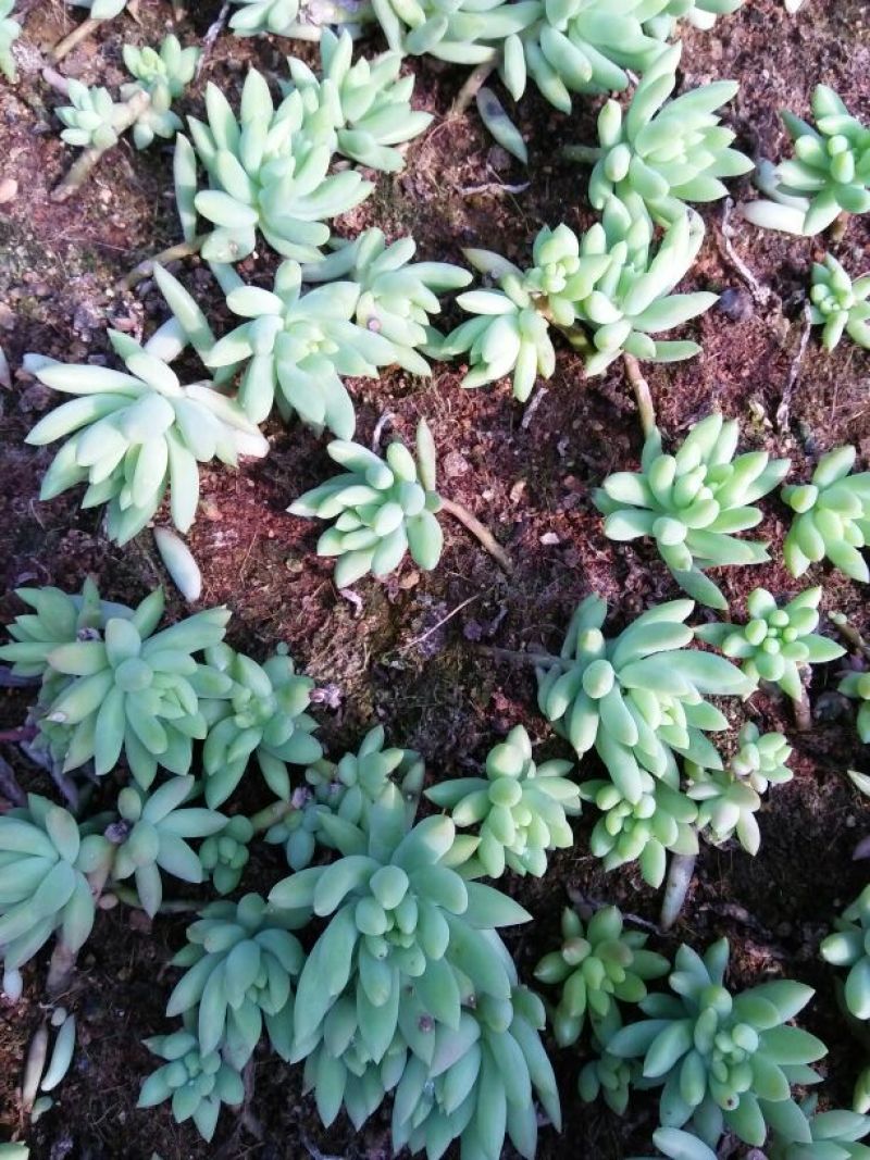 多肉植物带盆栽好