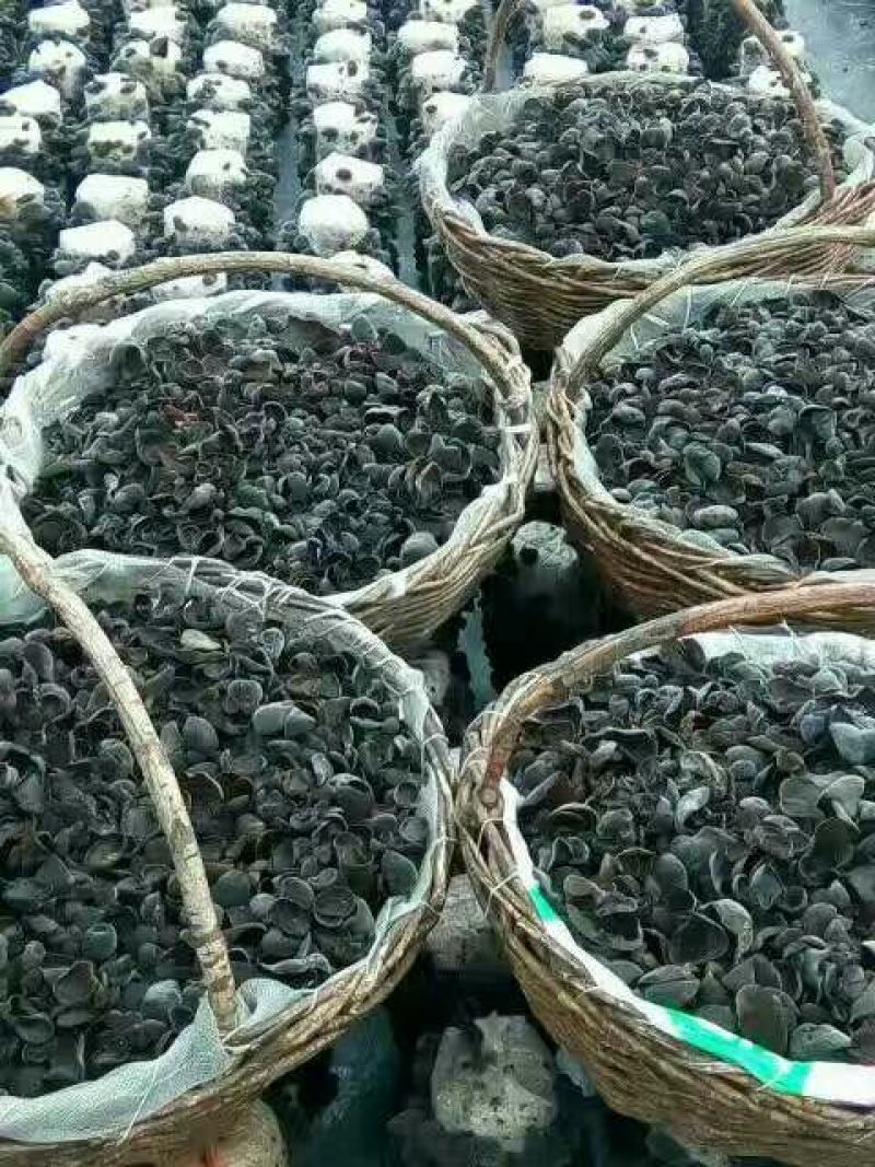 秋耳特级