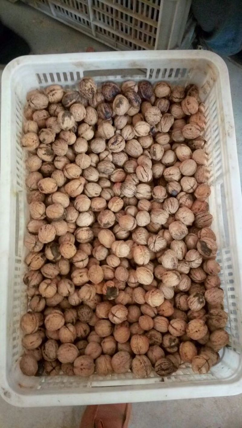 薄皮核桃30mm以上去皮