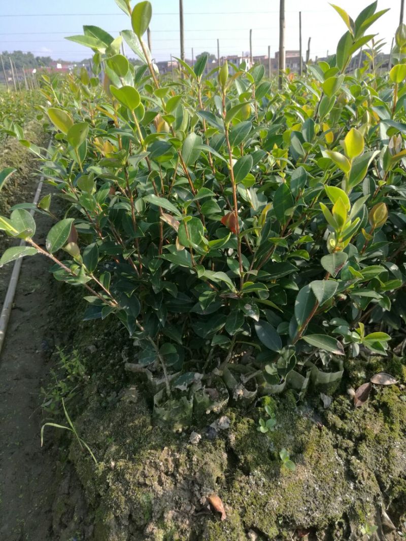 湘林系高产嫁接油茶苗，大量现货供应欢迎订购！