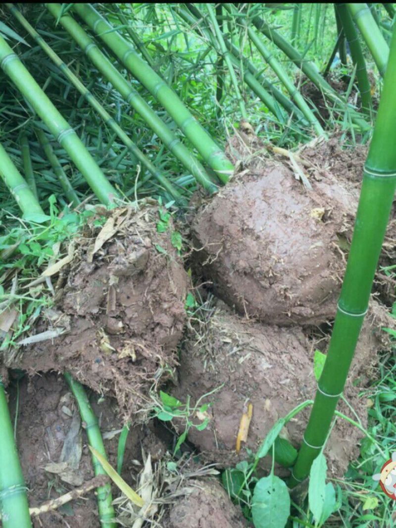 雷竹苗
