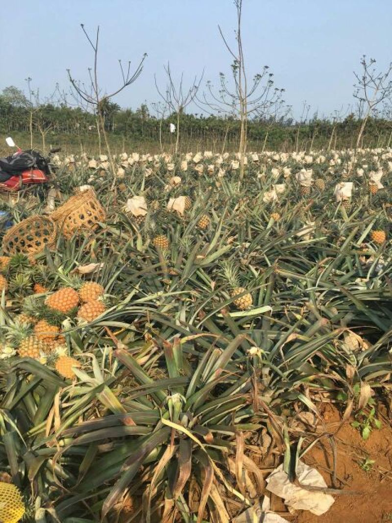 金钻十七号凤梨苗1年