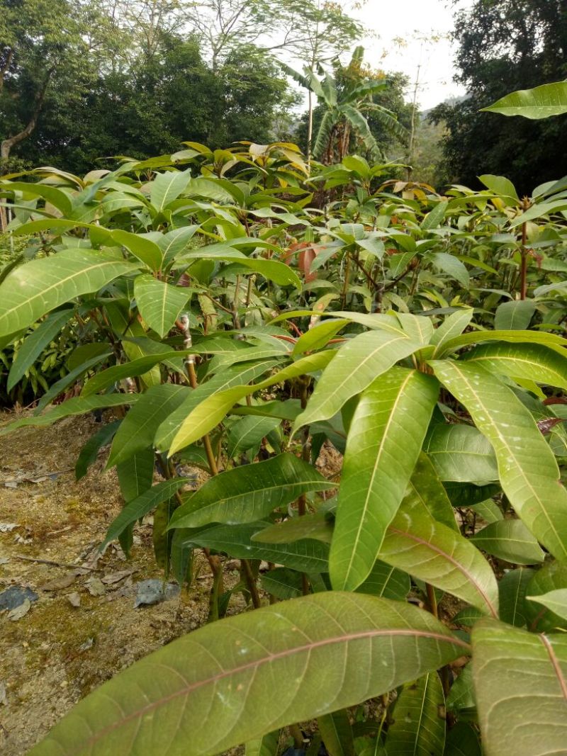 金煌芒树苗1m以下