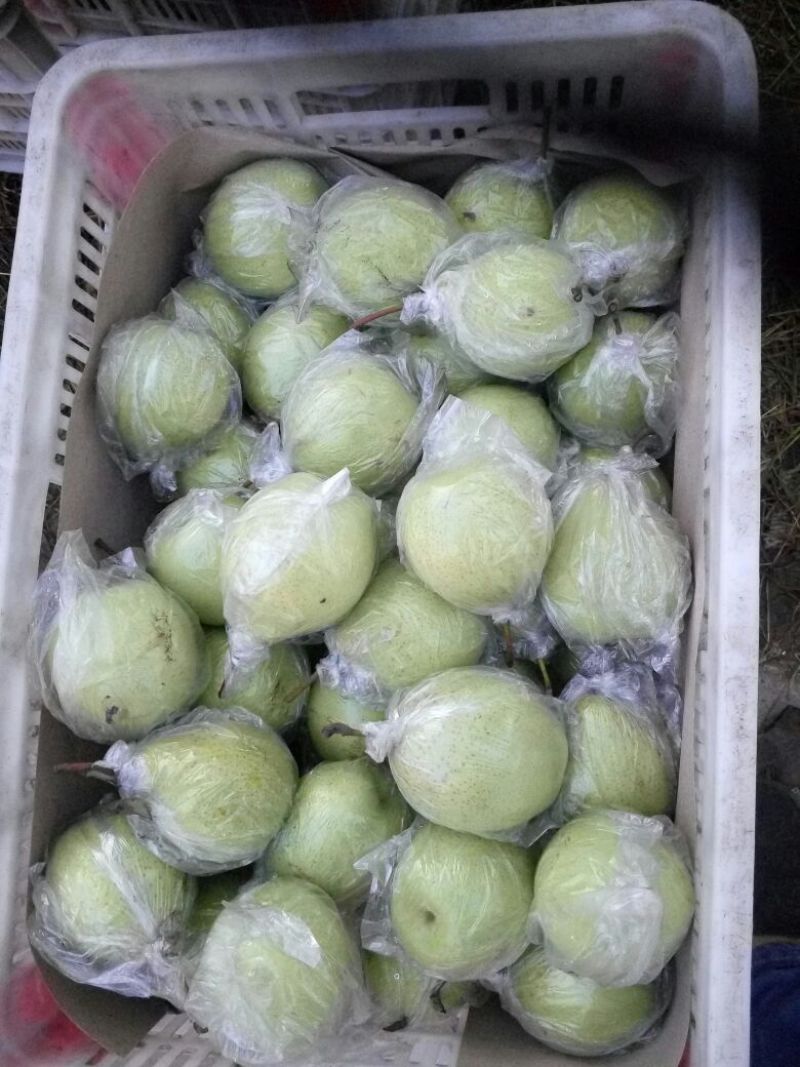 鸭梨200~250g纸加膜