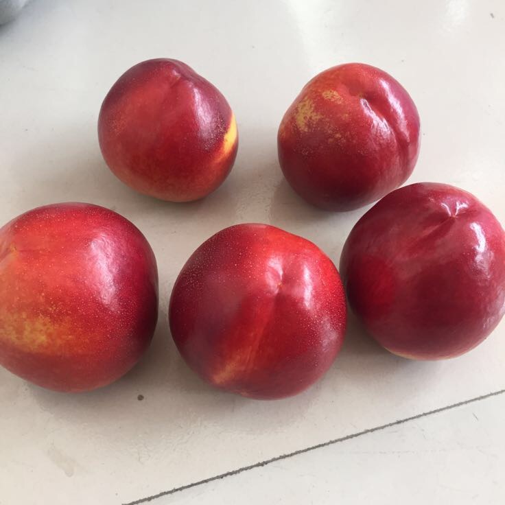 油桃_单个果重:3两以上 _王晓炎__一亩田农业