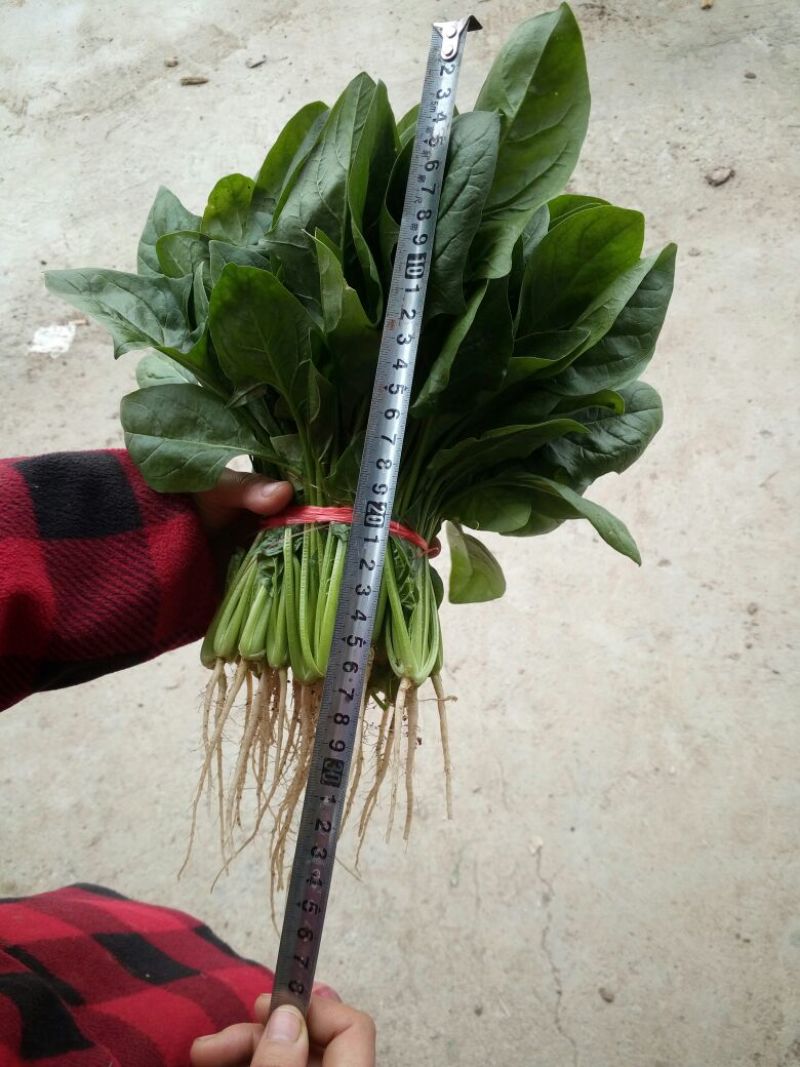 菠菜25~30厘米