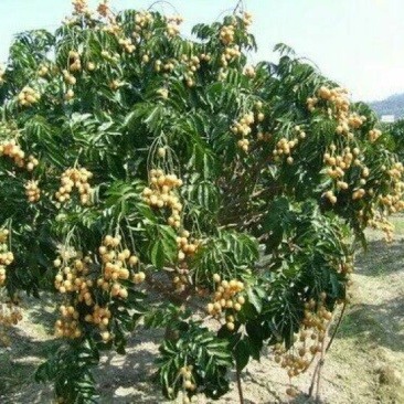 黄皮果苗无核鸡心黑黄皮品种