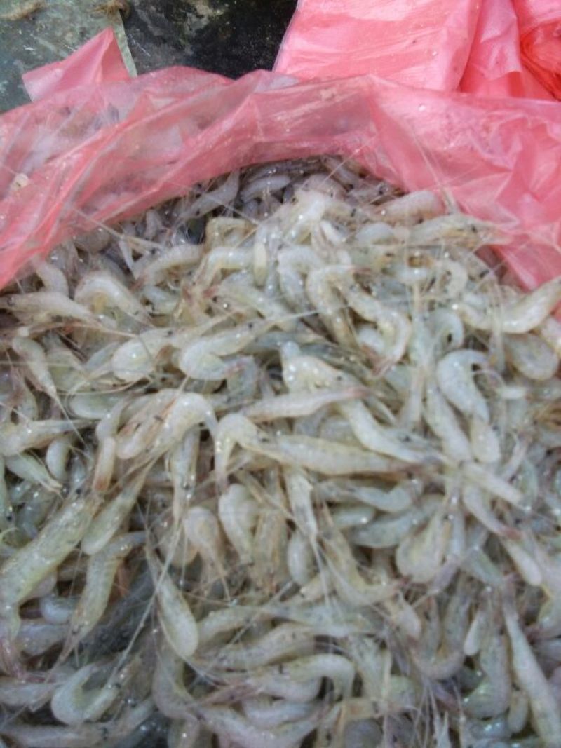 河虾冰鲜虾26~30只/kg