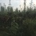晚秋黄梨