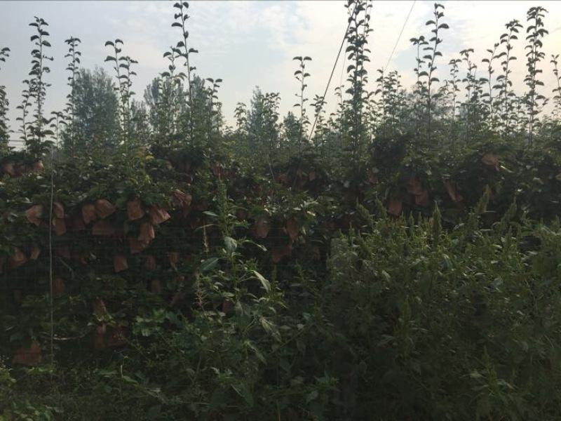 晚秋黄梨