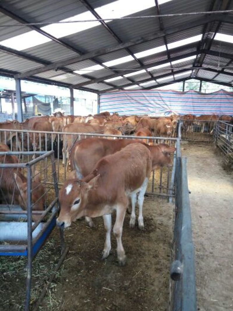 育肥牛犊100~200kg，支持视频看货，专业养殖