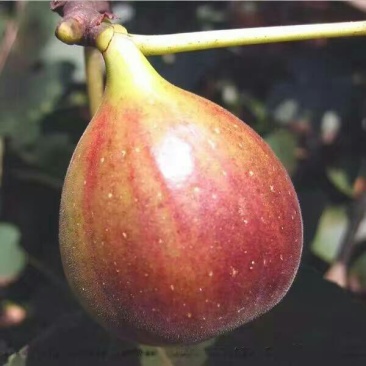 大量出售无花果苗布兰瑞克波姬红品种齐全价格优惠