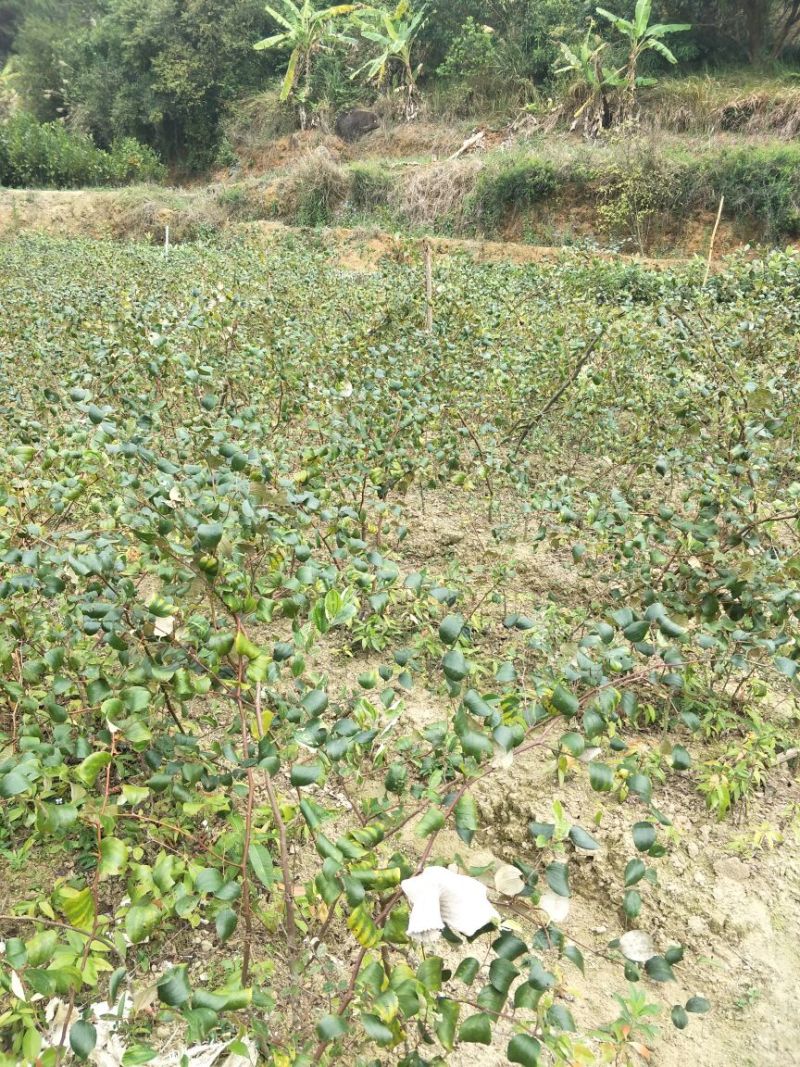 青枣苗50~80cm