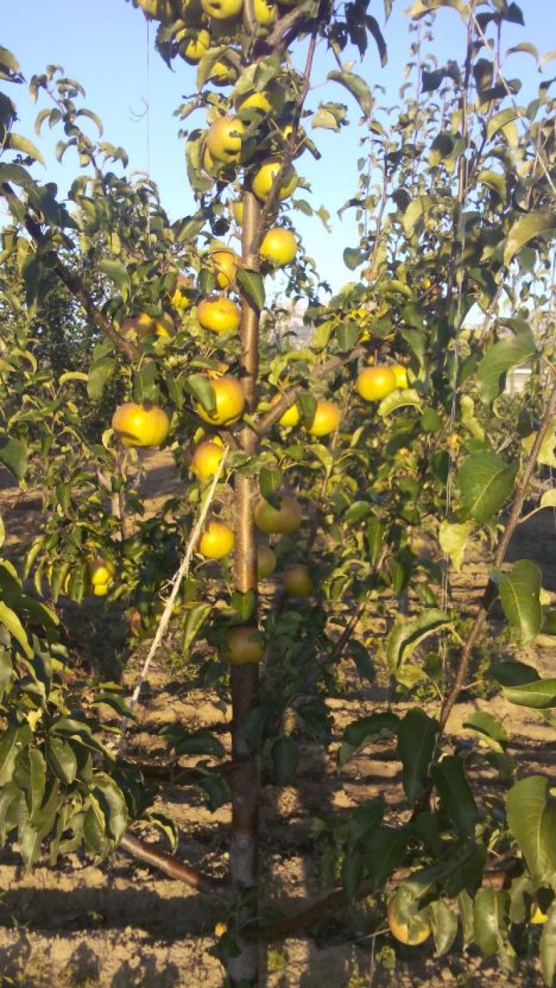 苹果梨150~200g光果