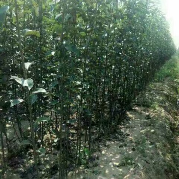 梨树苗皇冠梨苗基地