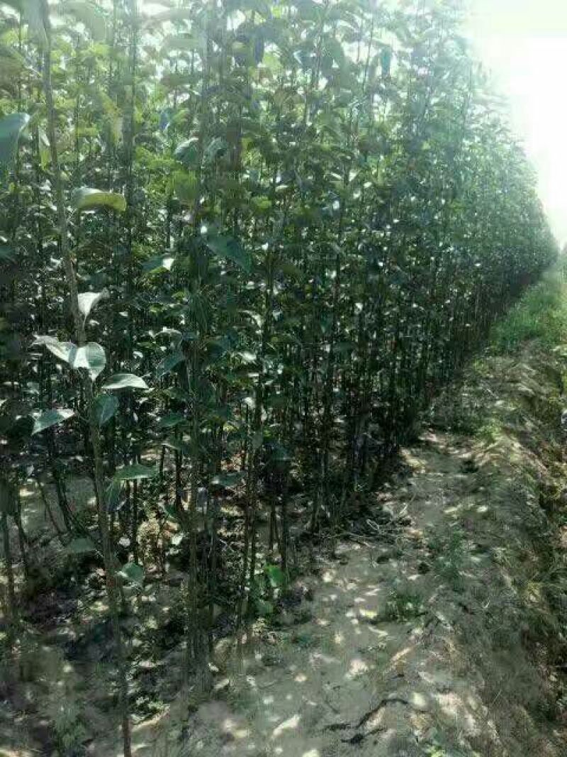 梨树苗皇冠梨苗基地