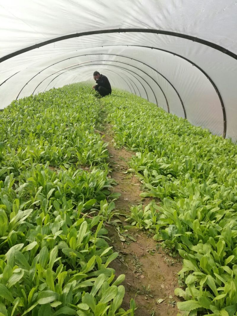 越冬菠菜15~20厘米