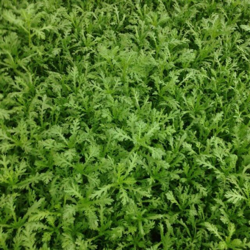 大叶菠菜15~20厘米