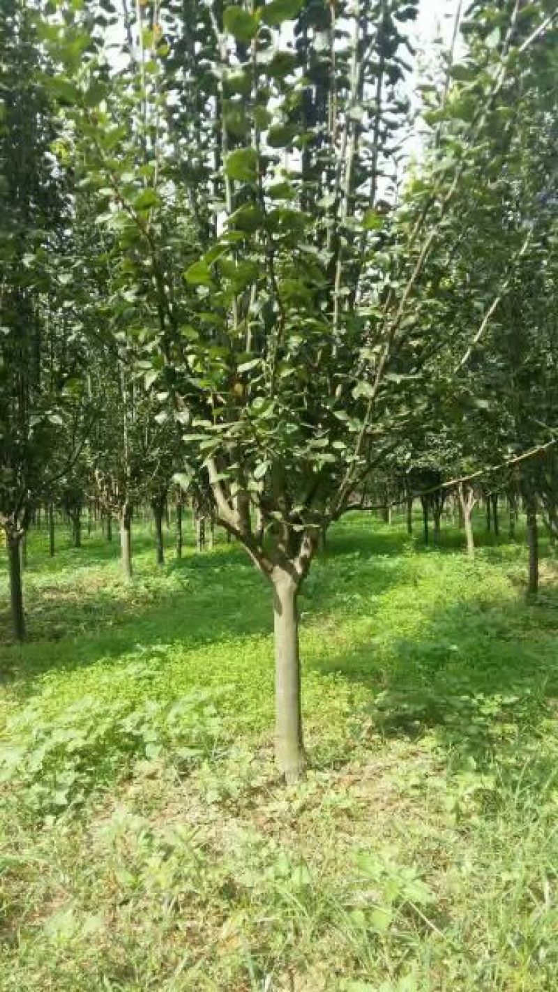 西府海棠海棠树规格齐全3-9公分有货