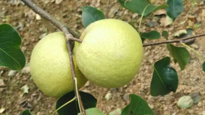 砀山梨300~350g纸箱