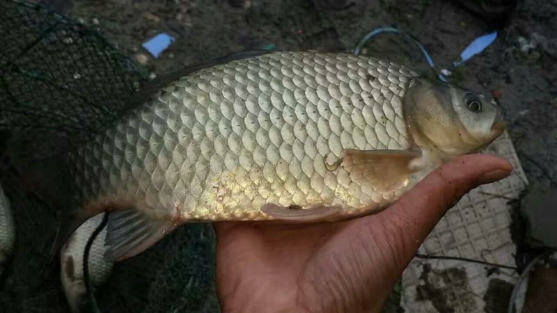 白鲫食用