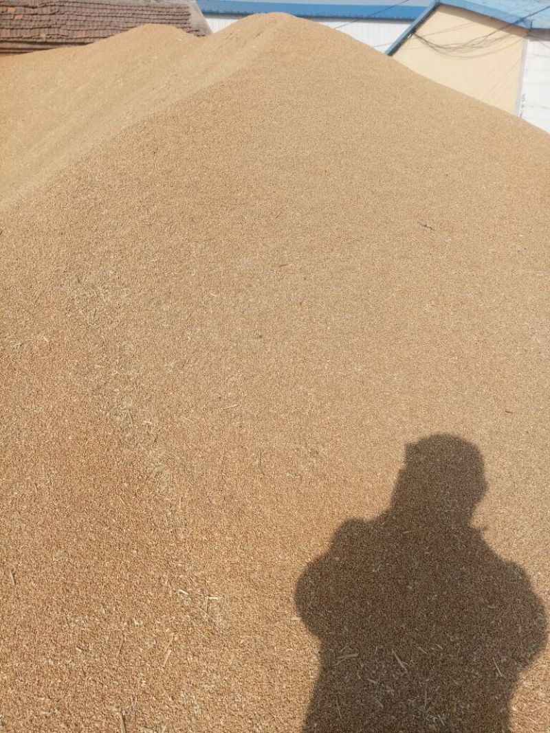 济麦22小麦12.5%以下