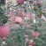 洛川苹果