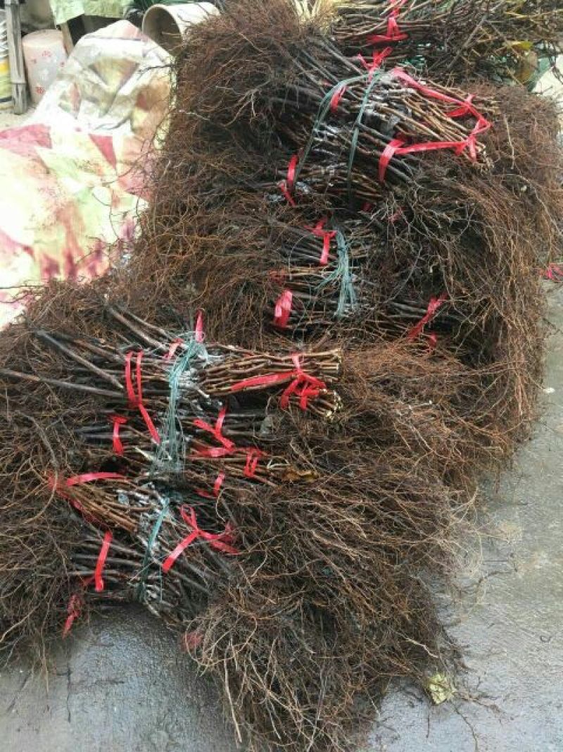 葡萄苗1年30~50cm
