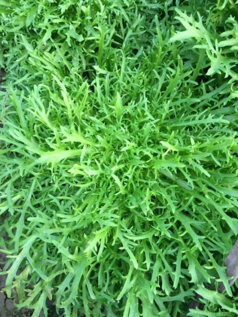苦菊15~20cm