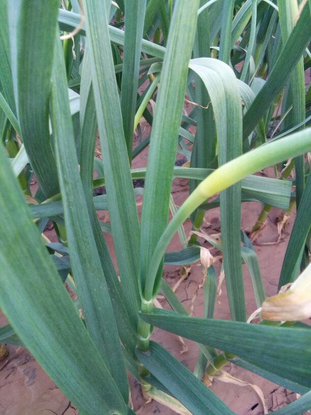 蒜苔河北邯郸肥乡县_批发_供应-一亩田农业网