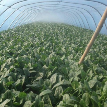 越冬菠菜25~30厘米