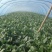 越冬菠菜25~30厘米
