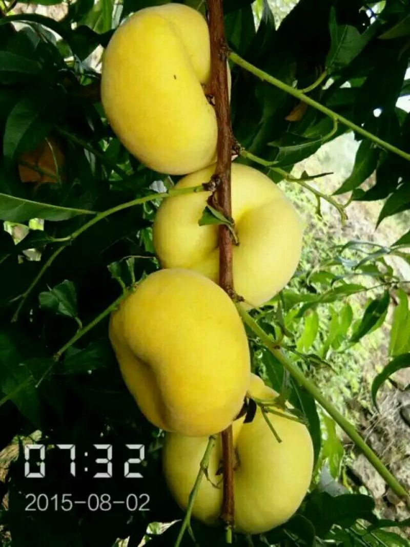 桃树苗80cm以上