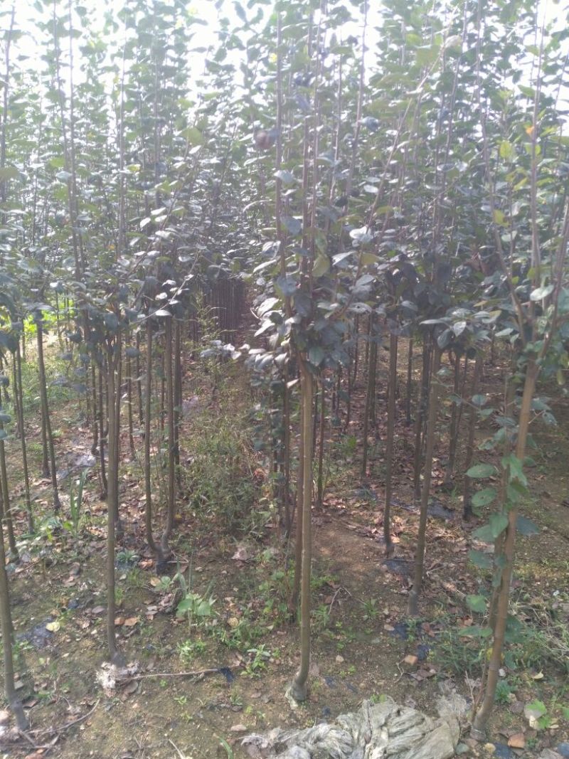 西府海棠海棠树规格齐全3-9公分有货