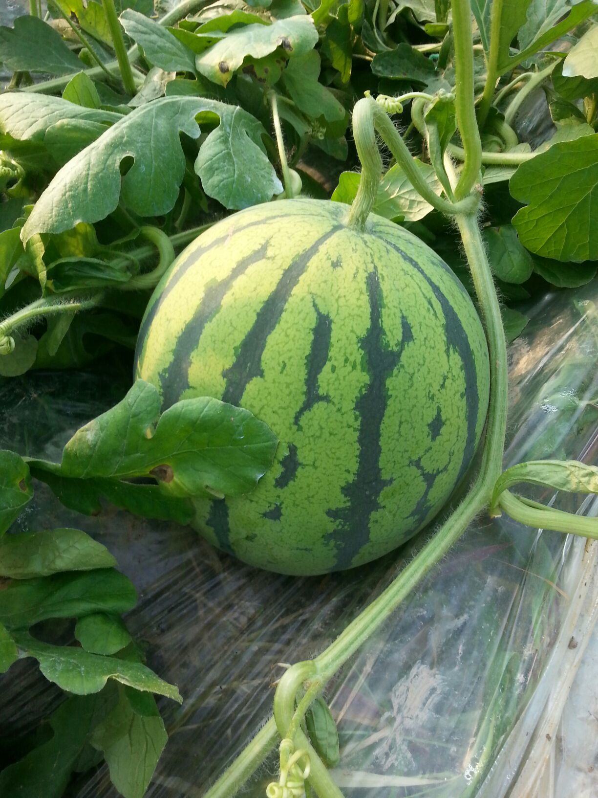 麒麟西瓜湖南岳阳市君山区_批发_供应-一亩田