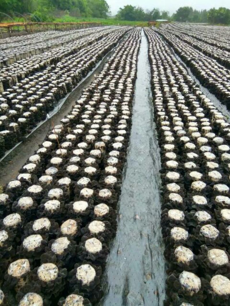 干木耳一级