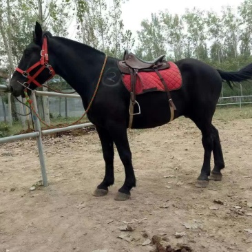 半血马300~400kg