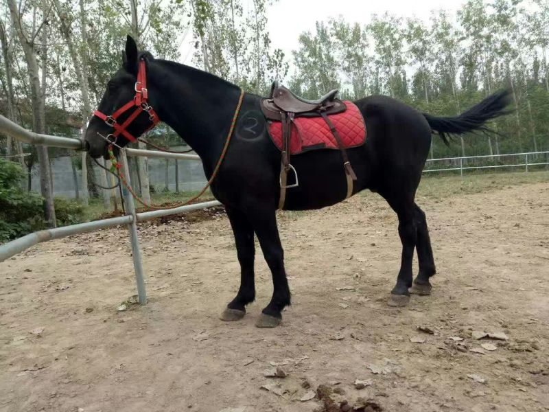 半血马300~400kg